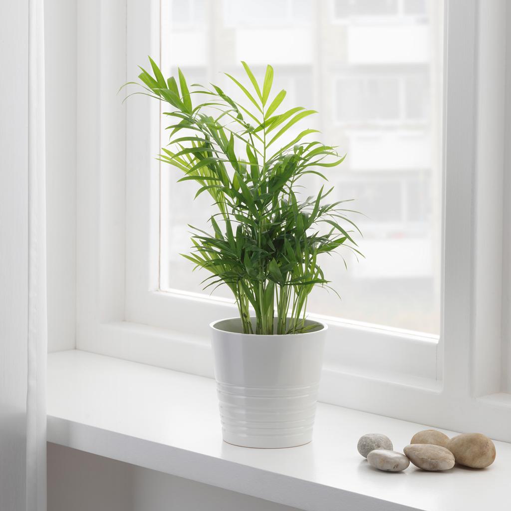 CHAMAEDOREA ELEGANS pianta da vaso, Chamaedorea Elegans, 9 cm  - IKEA Italia