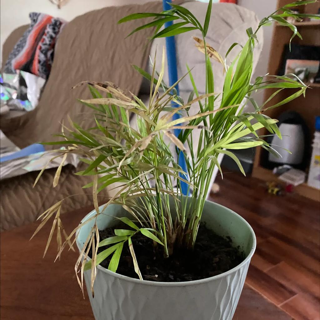 🍂 Why Does My Parlour Palm Have Yellow Leaves?