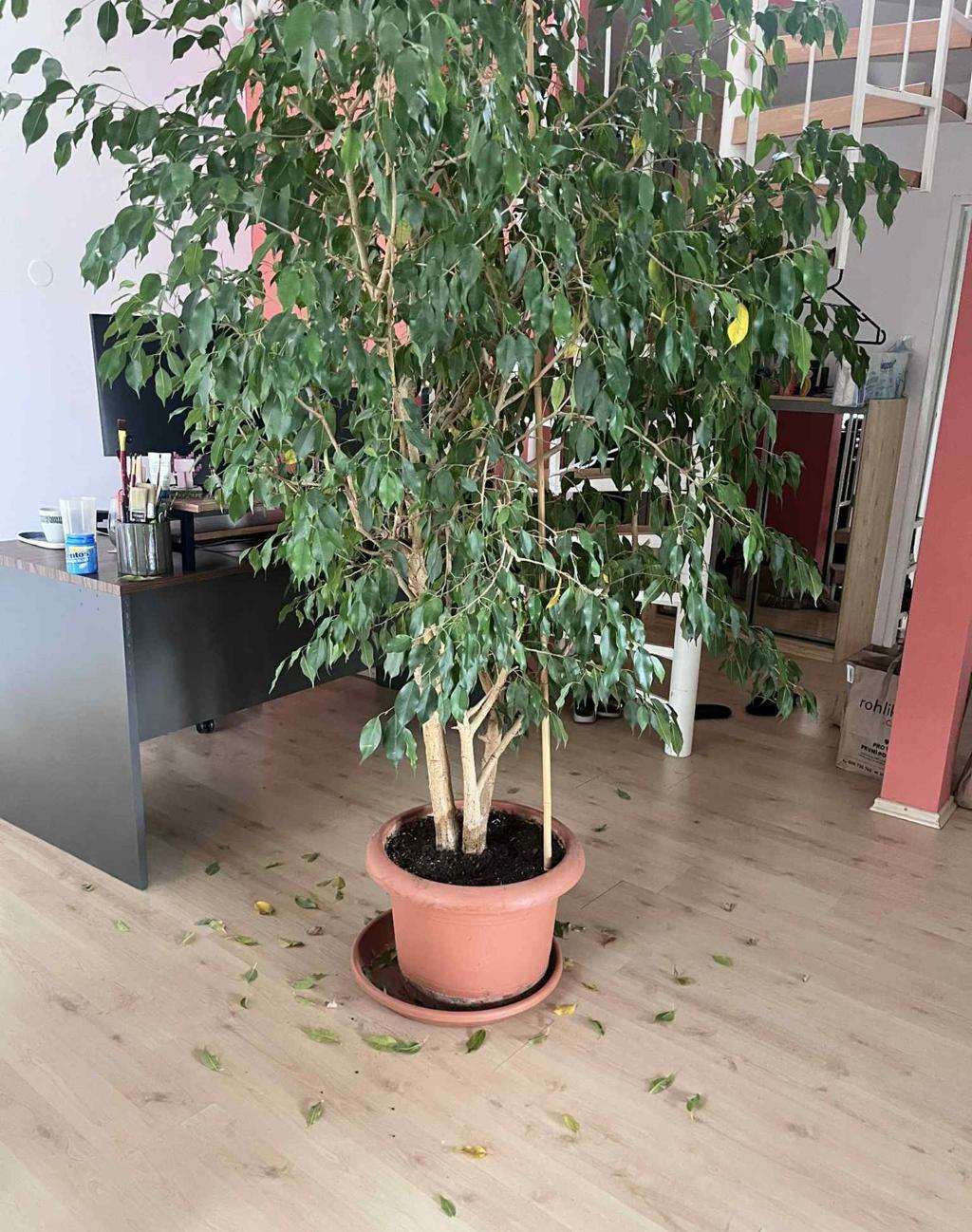 https://images.openai.com/static-rsc-4/_0N7u4ivqUZaxmACMO3jcPfzP6Qxd-xpZ0_sY-ndX30MVAMC6rviYH55NB50nnRZQ-xdBlPoJoAZudeyrrTjhZvro08oaRPDPi6-Kmm3lJhNzIqJKkOd56uD1AlFh9kxnnCauUWjQoae0l1_UQ6lY2hC47QyO5yacLUtv0x0QoflLql6QOQhK-ZO44nWAwCW?purpose=fullsize