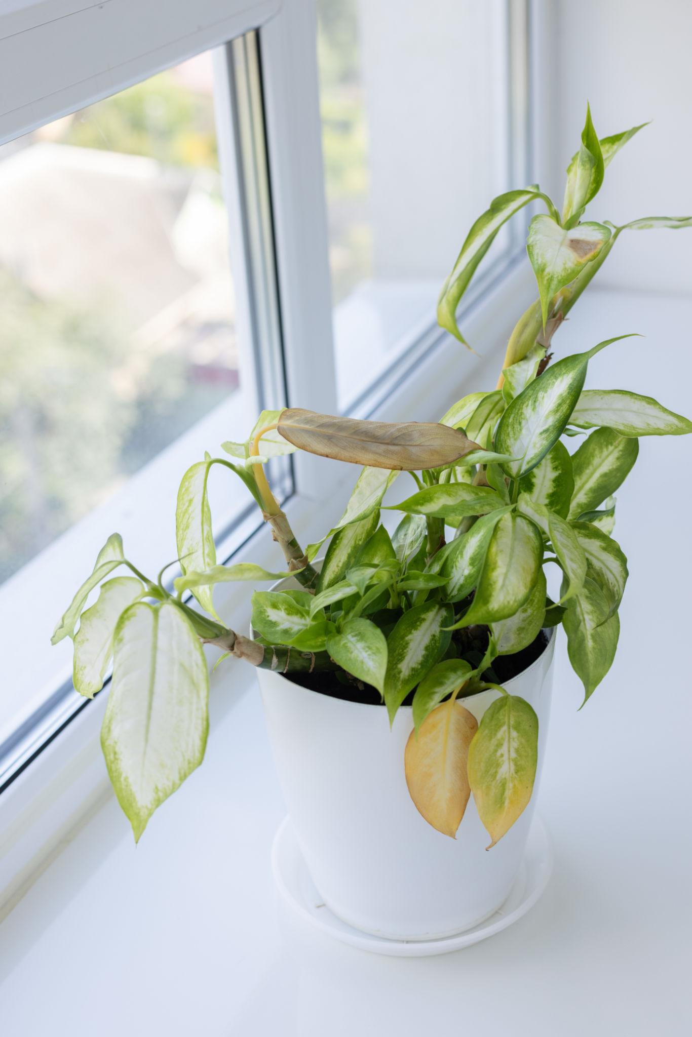 Dieffenbachia houseplant with yellow damage leaves near window. Flower pot with a plant on the windowsill.