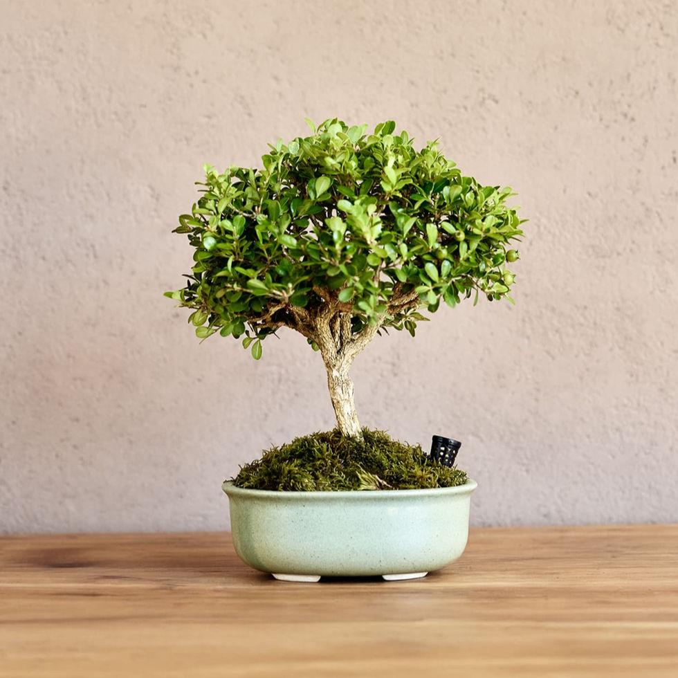 https://images.openai.com/static-rsc-4/3z9KVoYOW-A34pLzif3VoWAz-7LhhKTkG26CbFqVos-re6dRRHh550nyKsl-wh4306z3UHi_TElpFFTqLVqLNWIqLjFFRbily_L2iCmlME_Ohmo2a9iYbPfaSF1jrveOp0FNuygAi3cSO0Ug2vf82iiNBQbcPUfTGRO8rhtWcVWGx6VOFqIf2rvQND3MOtc-?purpose=fullsize