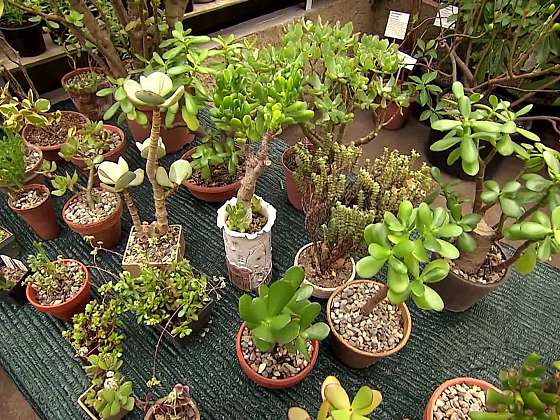 مجموعه چند کراسولا در گلدان‌های مختلف