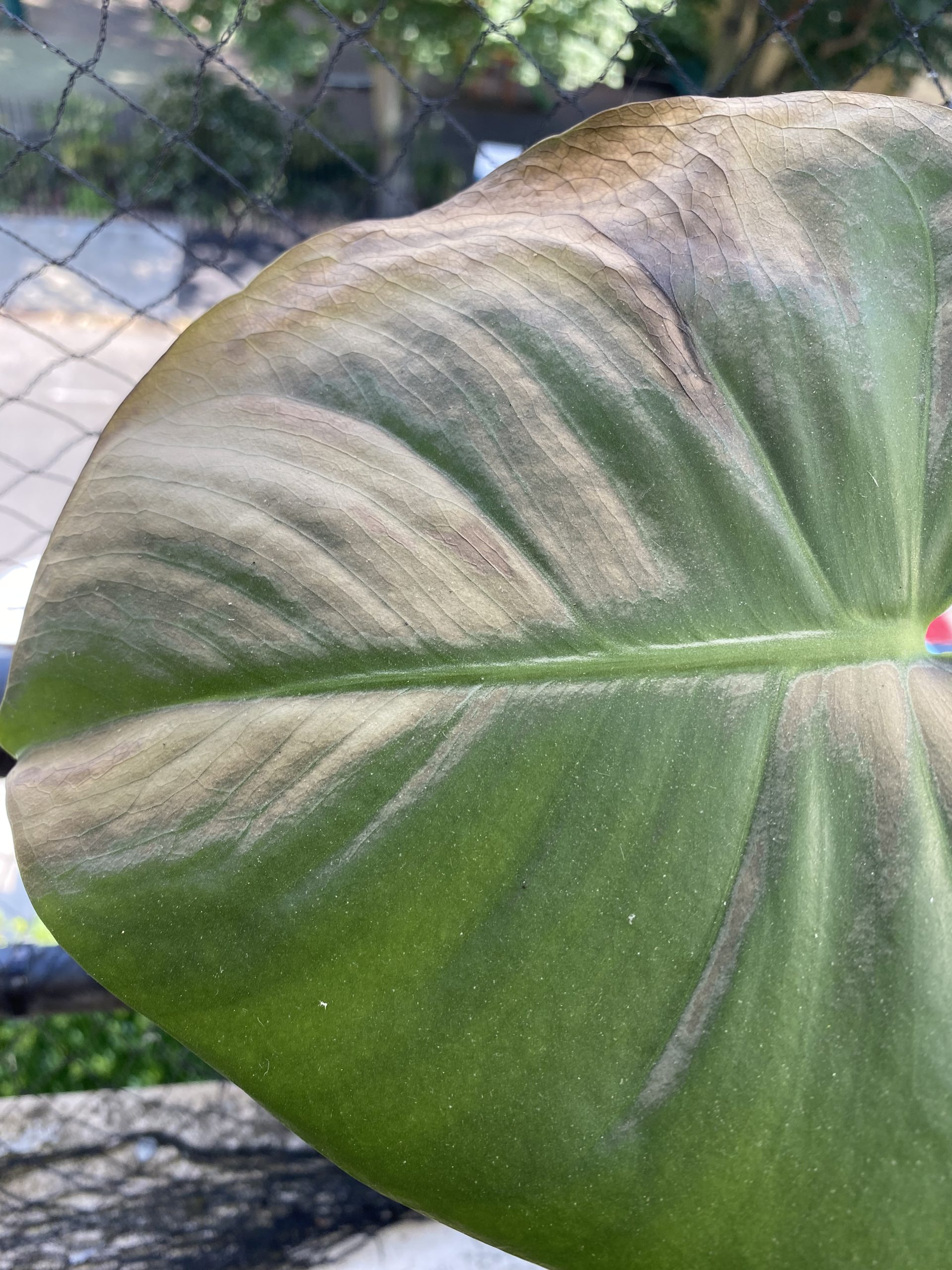 سوختگی آفتاب روی برگ مونسترا