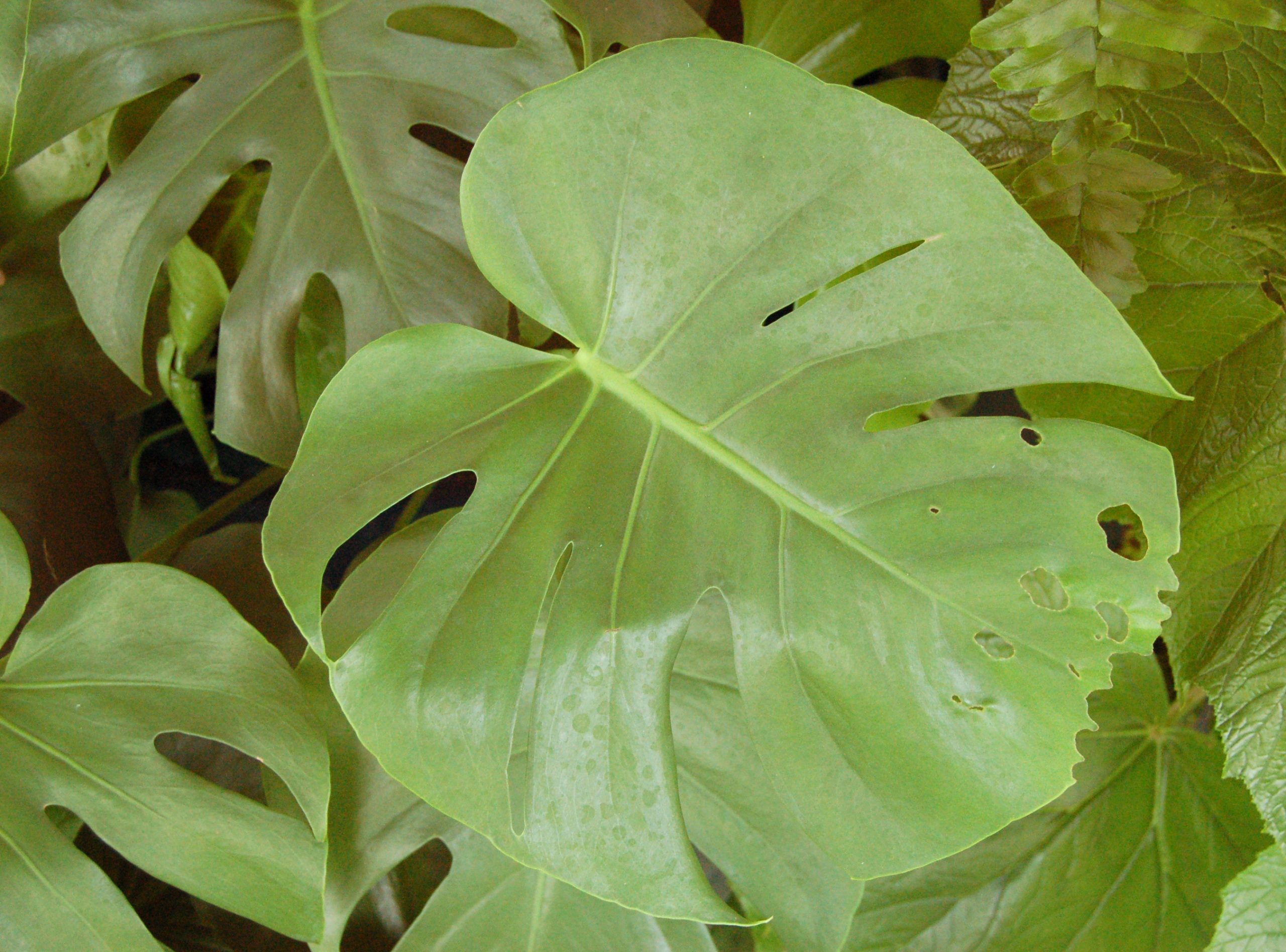 برگ مونسترا برای بررسی علائم آبیاری زیاد