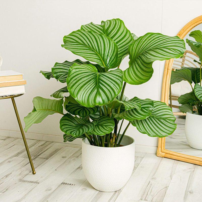 https://images.openai.com/static-rsc-4/erlUfn1bLSSLY8bPWknH0B9406nVRJJCbUhJbXM_DfID5QkyTzLnHSU6qQIyLBlN58bT2D7MFMuOiWwXW96IzmNr2ziwqHwiO7s1E94OauBSRn5JkzfMpB3jg88gkXSL6P52ITQ5KHagDVIB_m1rnVwXO0jIX1Z4yxf-UZstFqsEx2yoWI5f9gJblcX7XYAN?purpose=fullsize