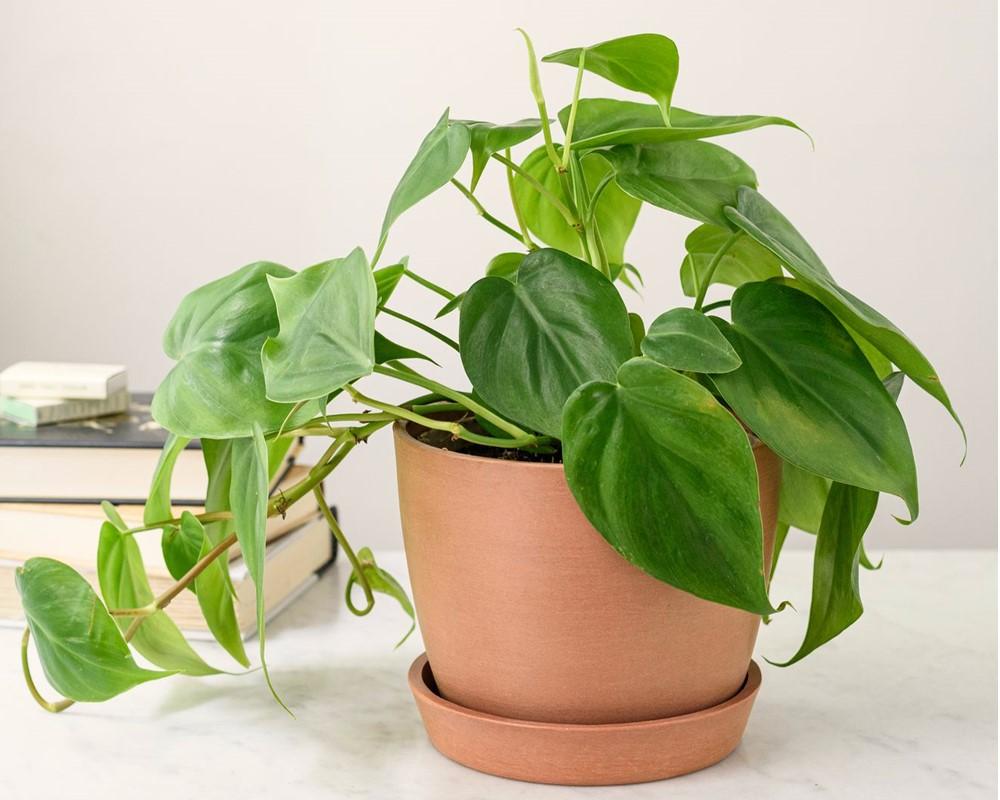 فیلودندرون در گلدان متناسب
