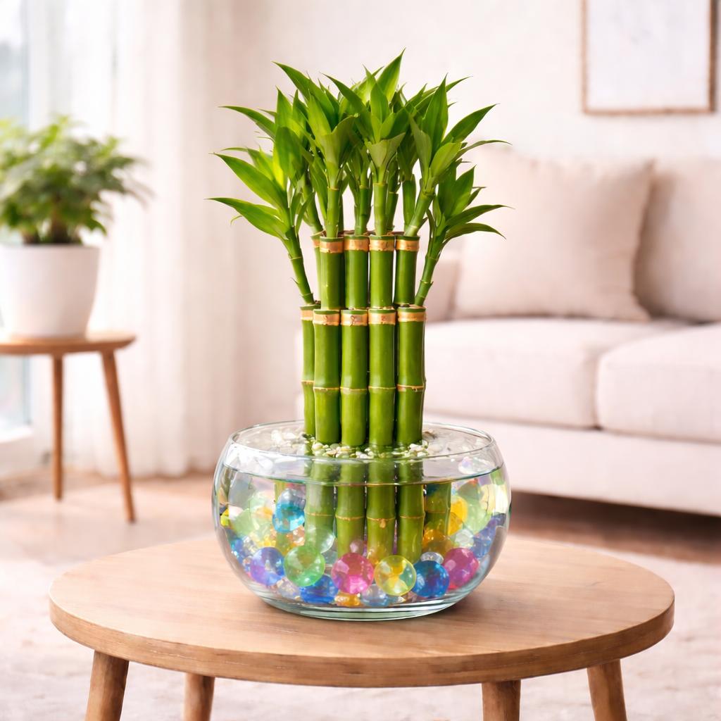 Lucky Bamboo
– Roots & Trunk