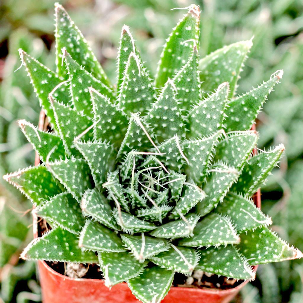 Aloe aristata - Lace Aloe - Mountain Crest Gardens