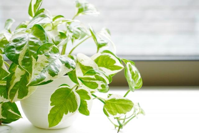 پتوس در فضای روشن با نور غیرمستقیم