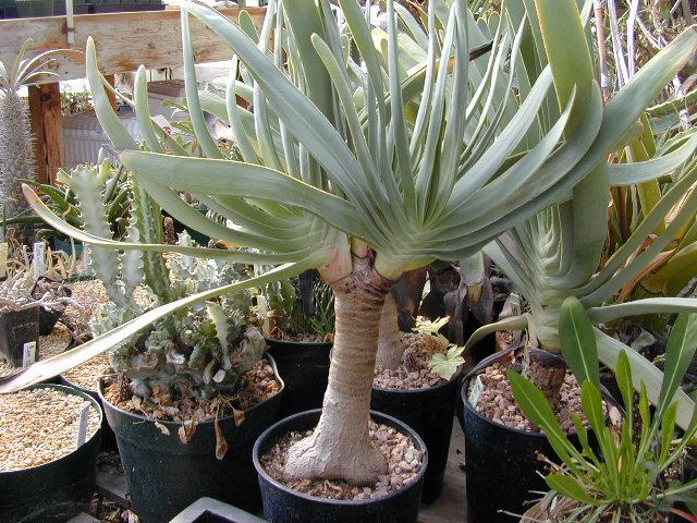 Алоэ — Aloe описание и уход на FloralWorld.ru