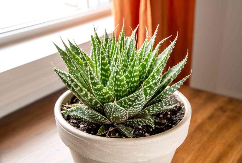 Best Aloe Aristata Plant in Kadiyam India Andhra Pradesh — Kadiyam Rajasri Nursery Exports