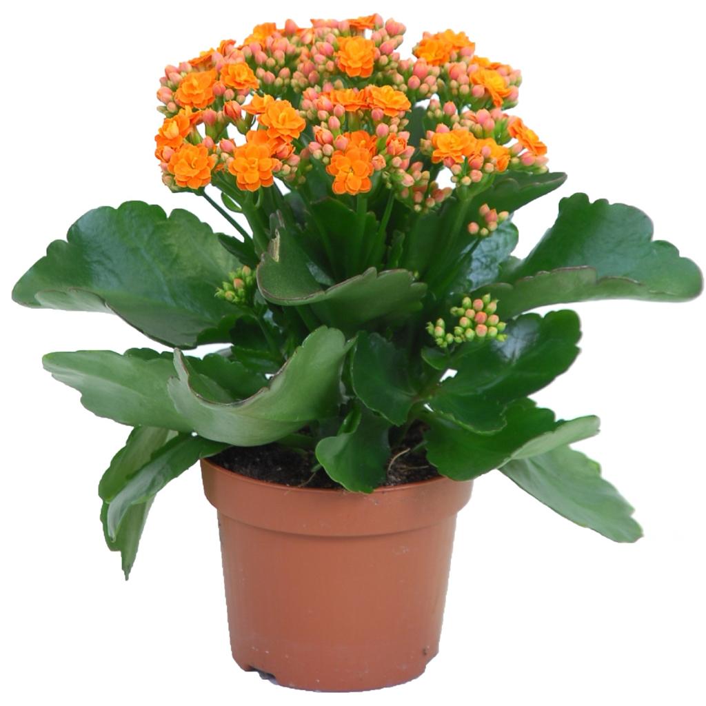 Flammendes Käthchen Orange Topf-Ø ca. 12 cm Kalanchoe bossfeldiana kaufen bei OBI