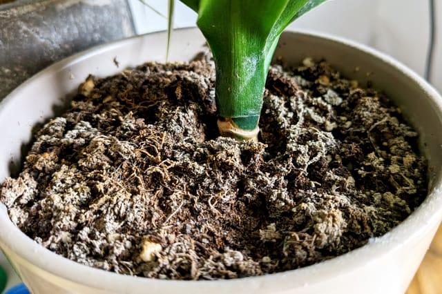 Wat is er mis met mijn plant? 10 veelvoorkomende problemen uitgelegd!