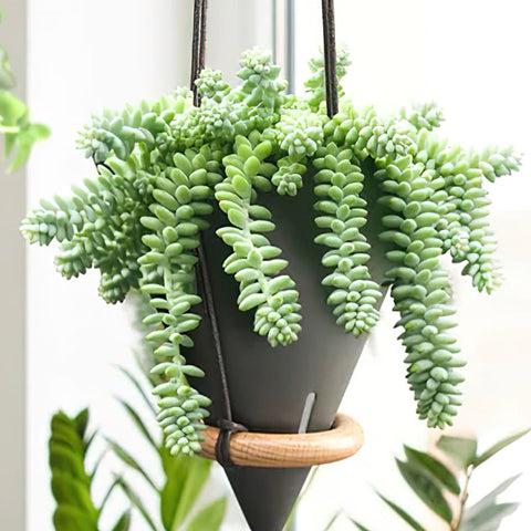 ساکولنت آویز سدوم برای دکور