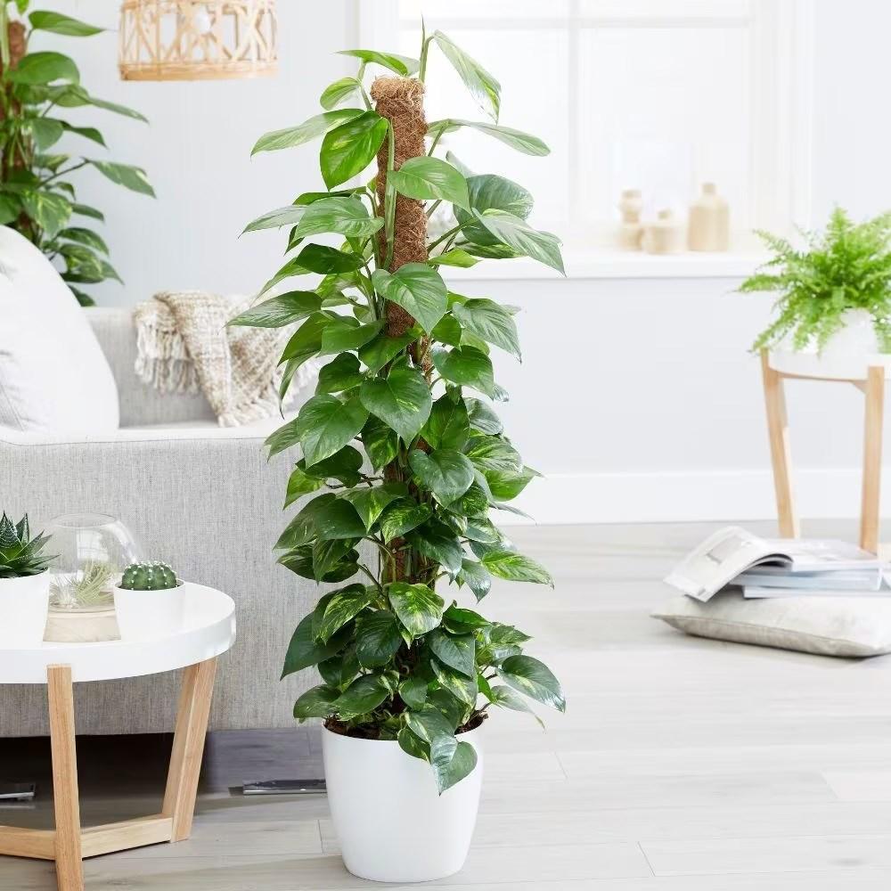 Buy devil’s ivy (syn. Scindapsus) Epipremnum aureum: £22.99 Delivery by Crocus