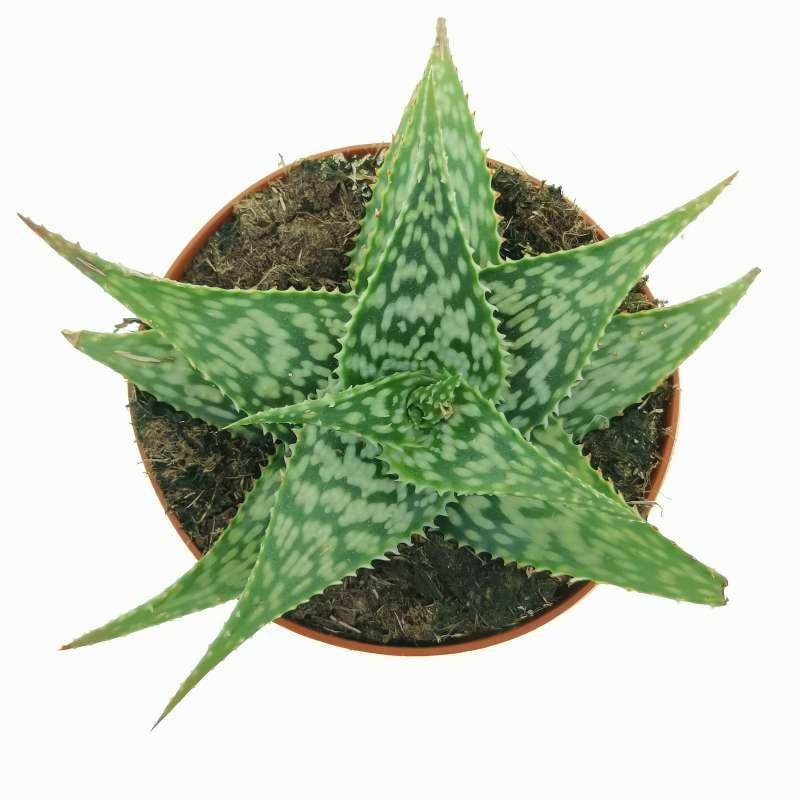 Aloe somaliensis 10 cm. | Aloaceae - Giromagi vendita piante grasse