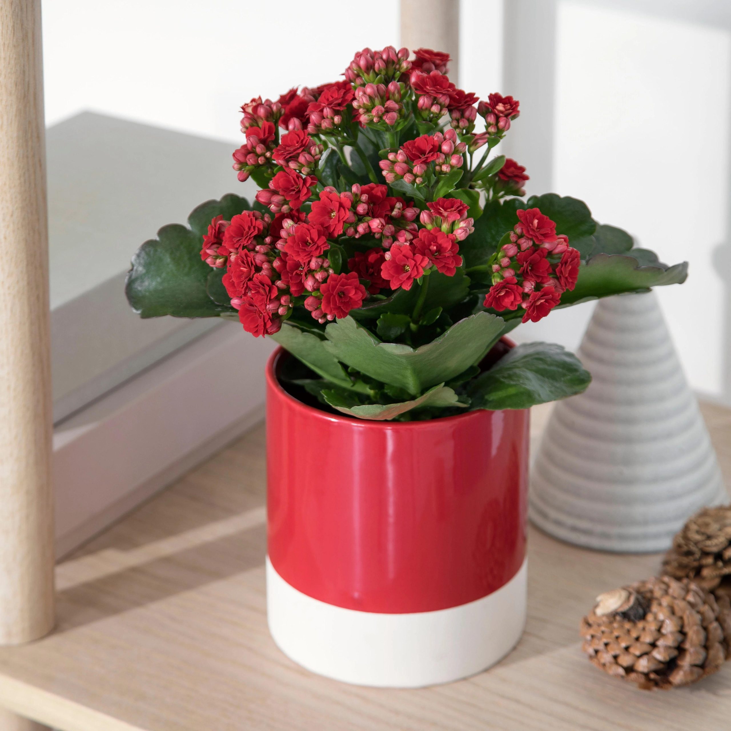 Kalanchoe (Kalanşo) Çiçeği Kırmızı Renk - Queen® Türkiye