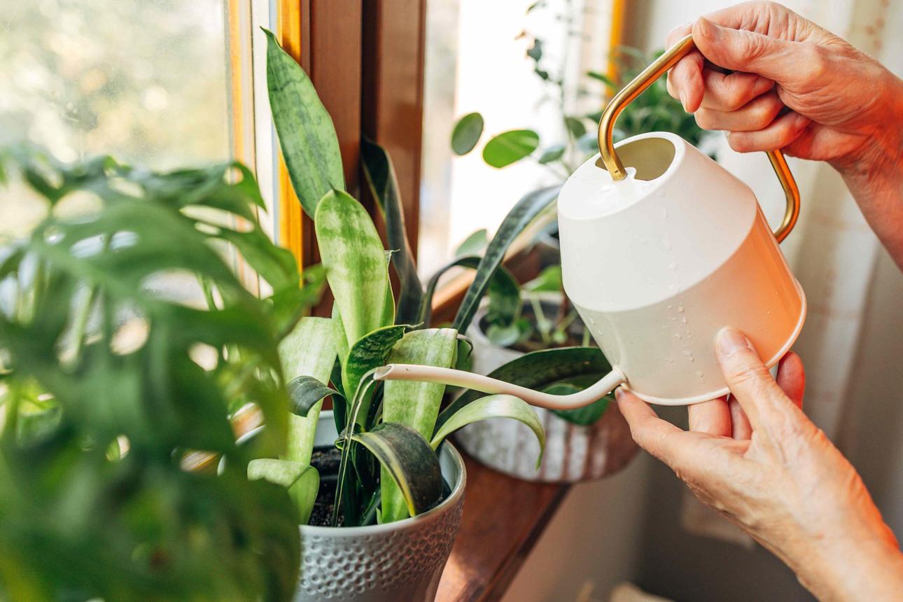 The Best Water for Houseplants (Hint: It Isn't Tap Water) - AOL