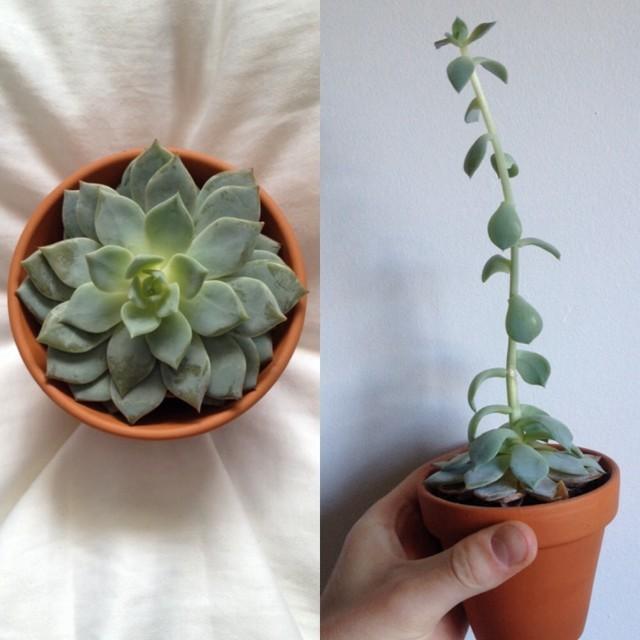 Succulent growing too tall