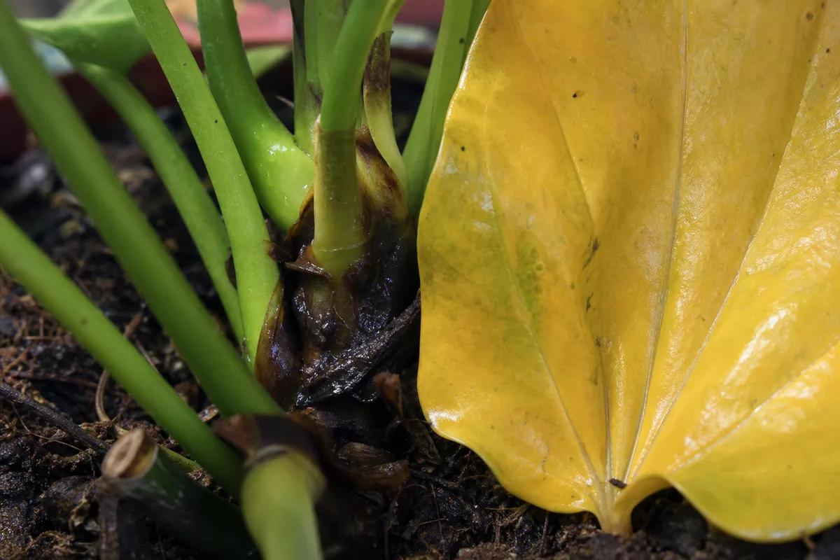 Overwatering on Anthurium: Causes, Checks & Fixes | LeafyPixels