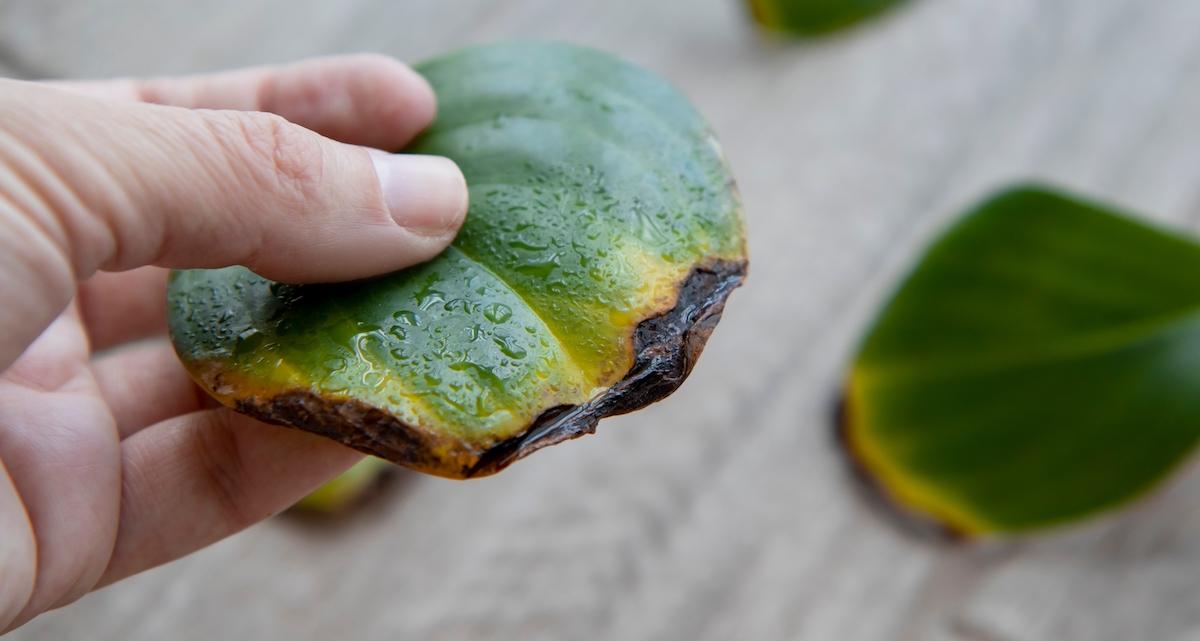Peperomia Plant Care | Almanac.com
