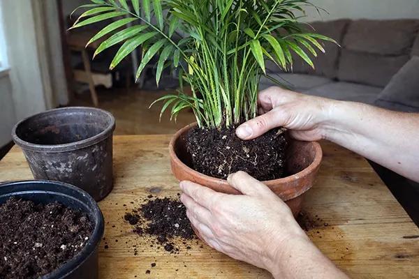 Хамедорея елеганс (Chamaedorea elegans) - догляд, опис, фото • Пальма Хамедорея витончена • Florica