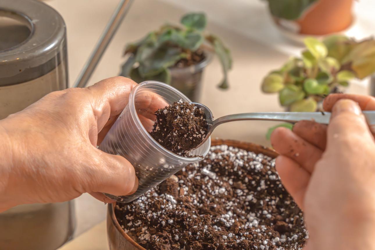 Florist pours soil into a plastic cup before planting the plant seedlings in it. Close-up