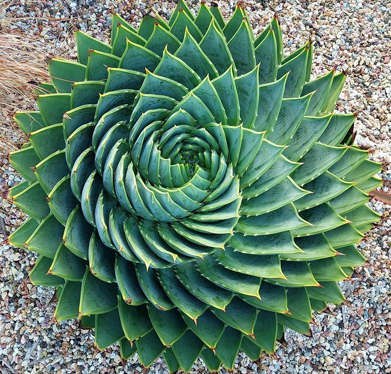 Aloe polyphylla - The amazing Spiral Aloe