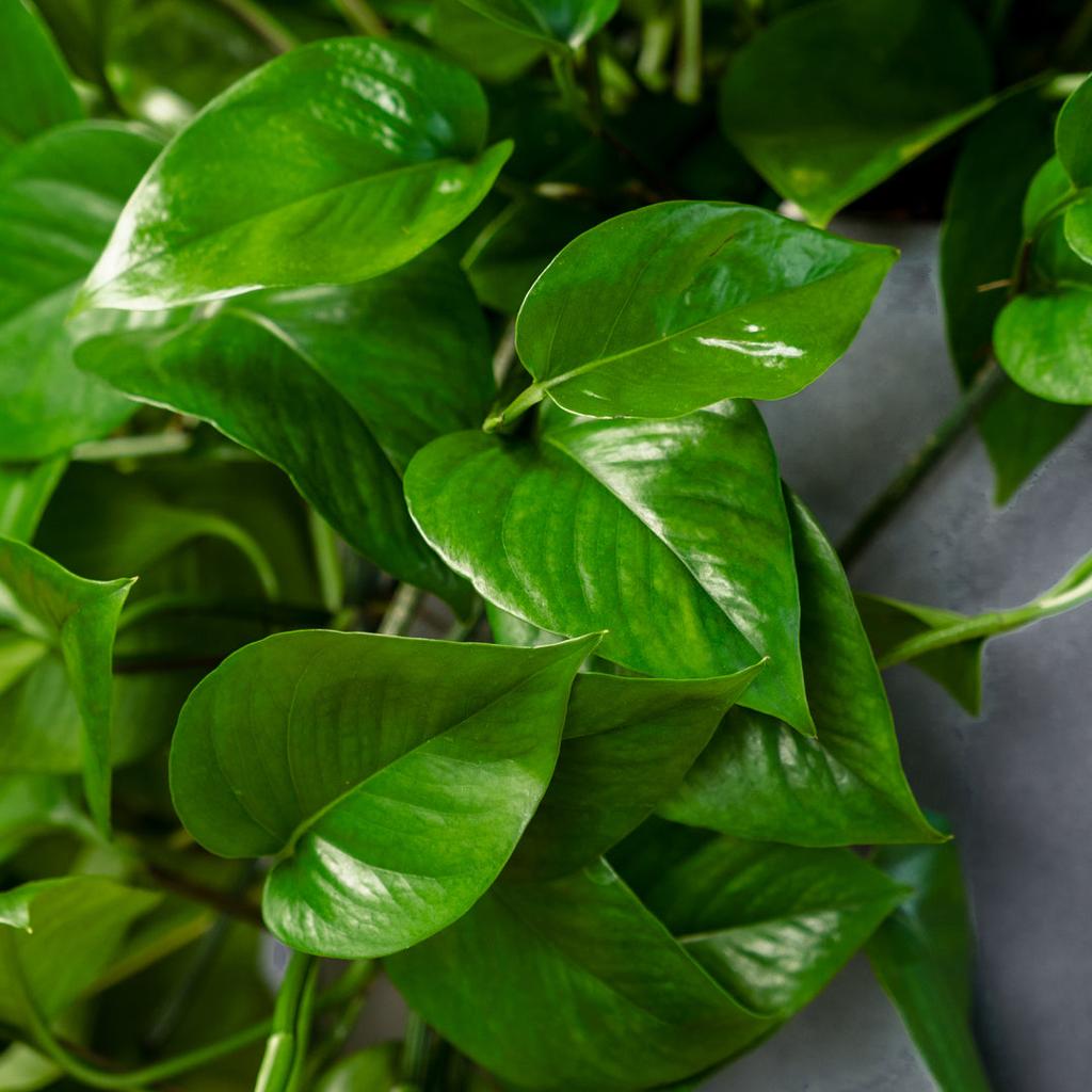 Pothos - Jade (Epipremnum aureum 'Green Jade')
– Rolling Greens