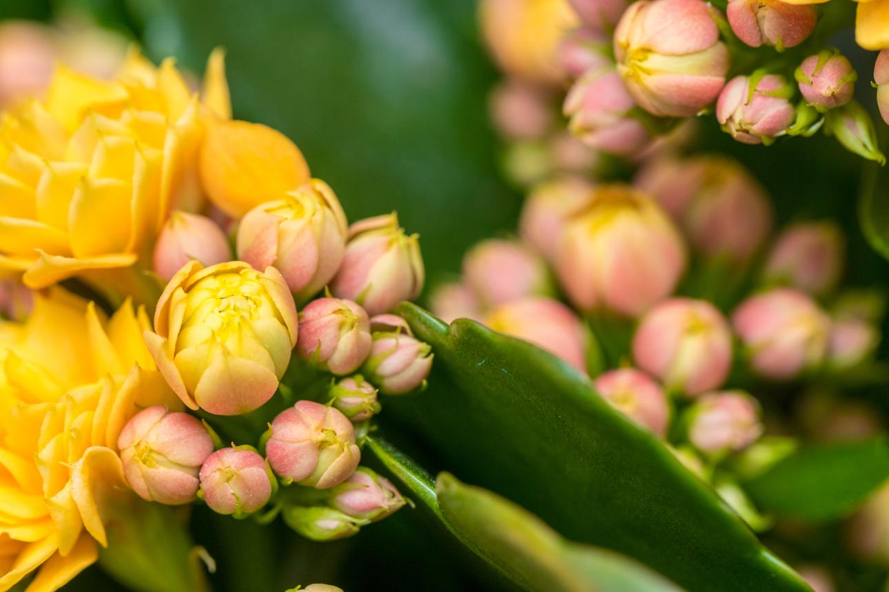 Kalanchoe blossfeldiana beautiful bushy plant with yellow flowers background