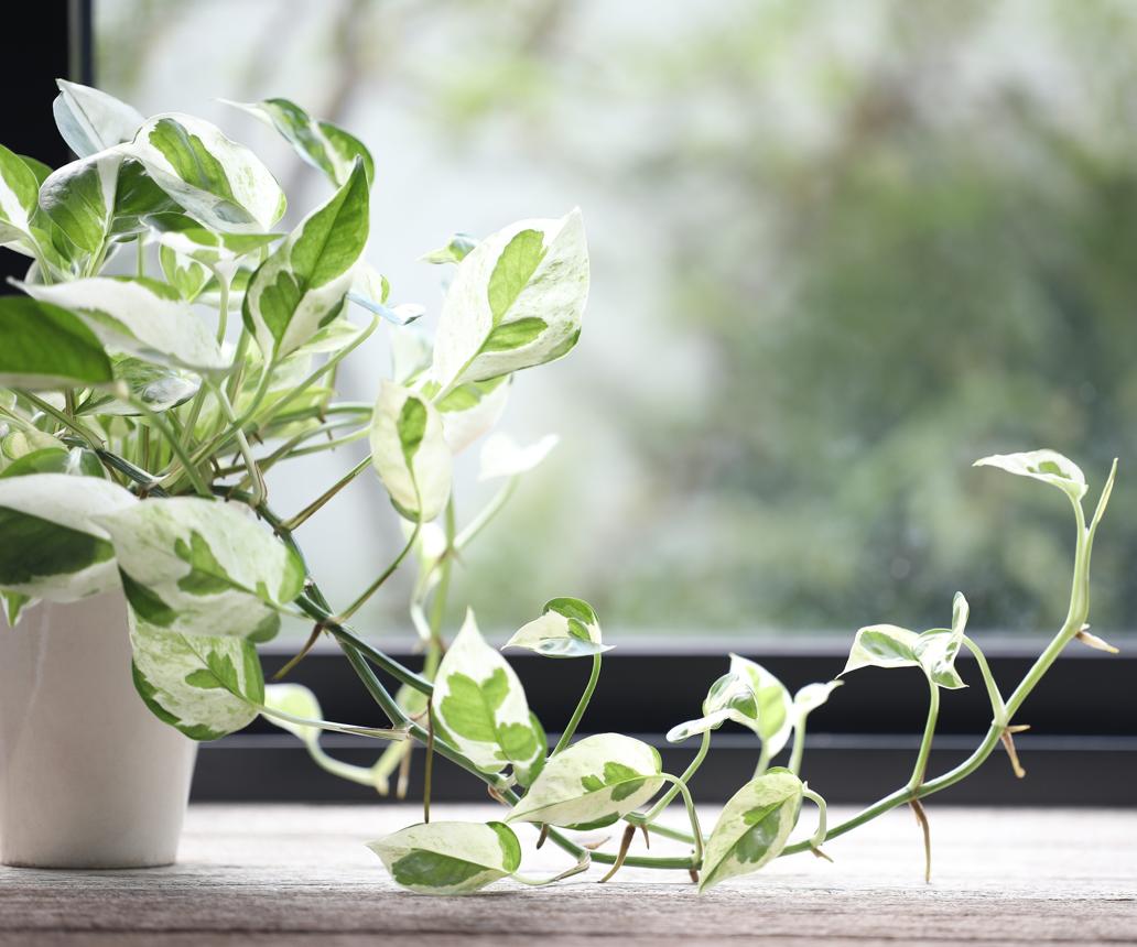 What Your Pothos Plant Really Needs in March to Grow…