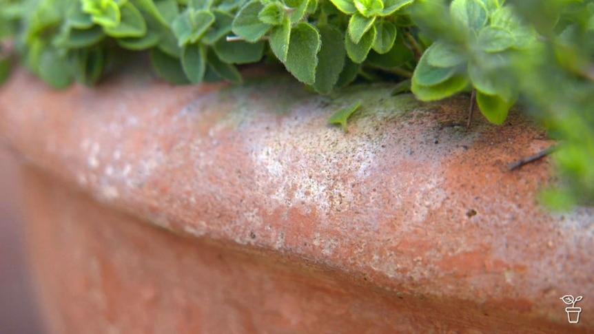 FAQs – Terracotta pots | Sweet peas in Qld | Pickling vegies - Gardening Australia