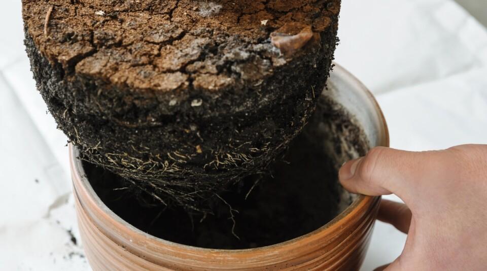 How to Tell If You're Underwatering Your Plants