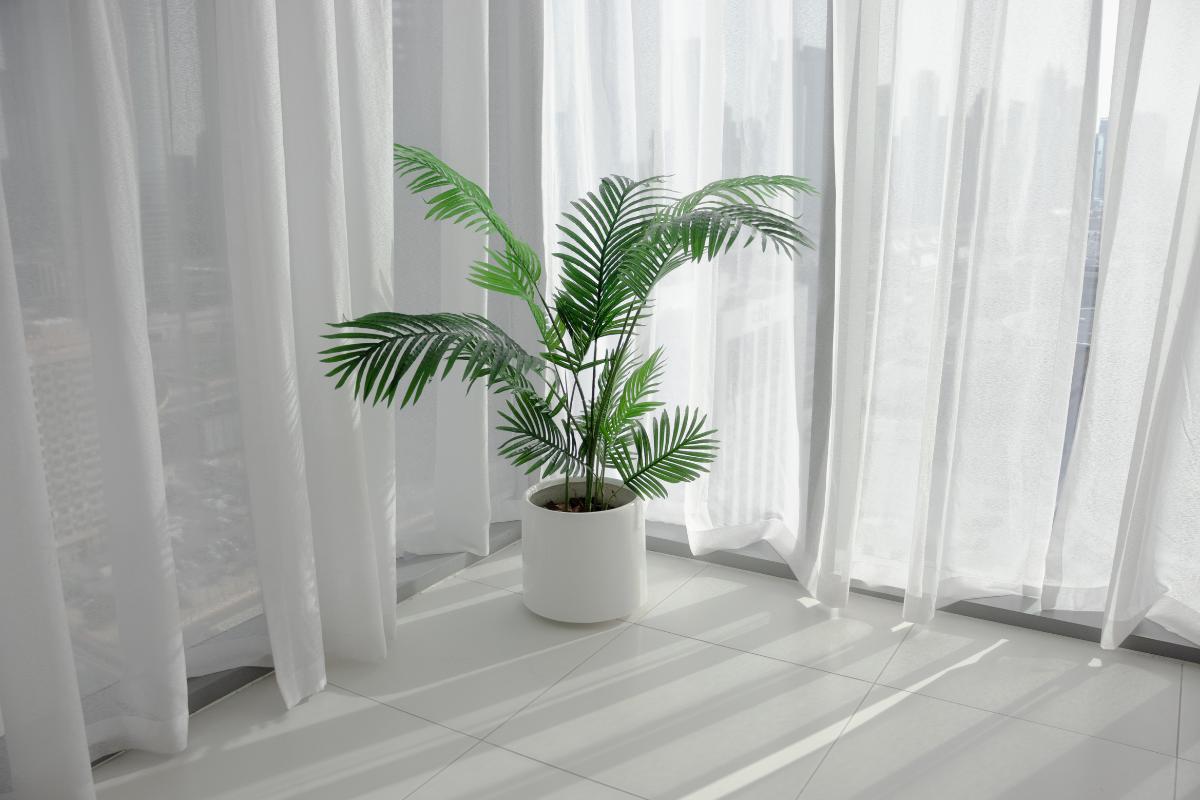 Areca Palm and Dubai’s Humidity: A Guide to Balanced Indoor Air Qualit