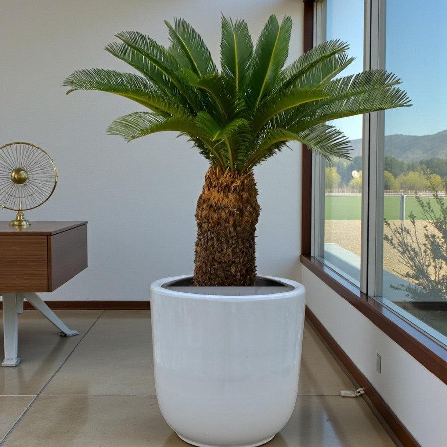Cycas revoluta – Sago Palm | Buy Online in UAE | Plantes.ae