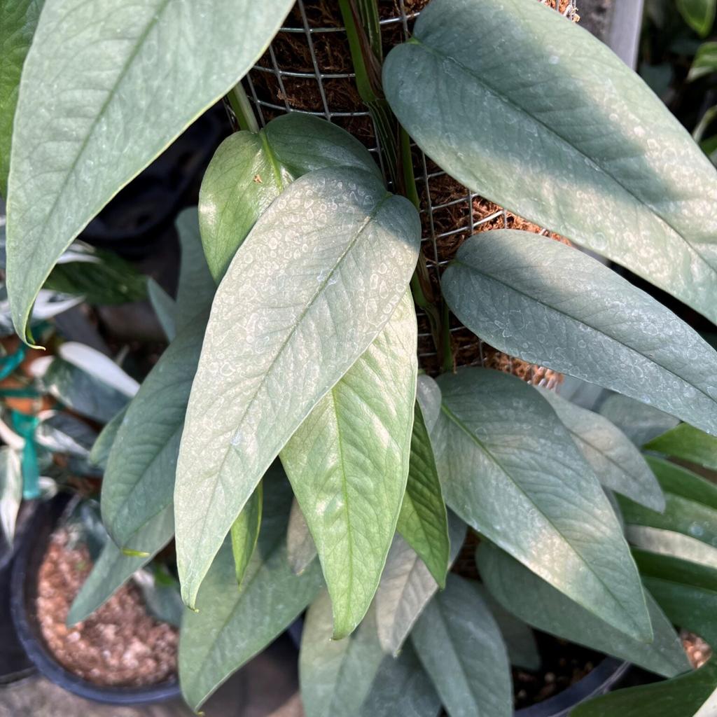 Epipremnum pinnatum 'Cebu Blue' - 4.5" Round | Little Prince of Oregon Nursery