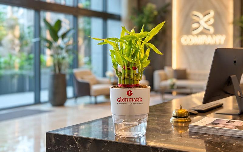 Corporate Plant Gifts for Colleagues, Employees, Staff – Kyari.co