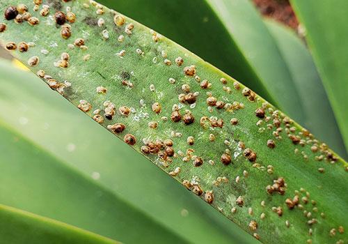 Natural Pest Management for Indoor Plants - Sky Nursery