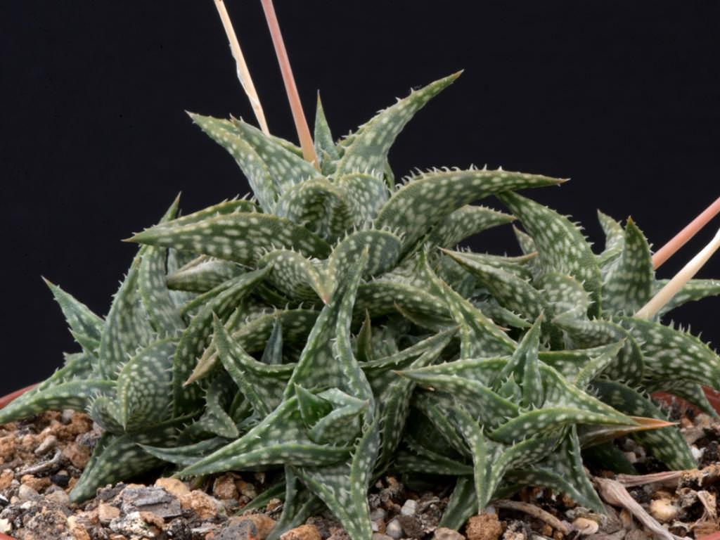 Aloe descoingsii - World of Succulents