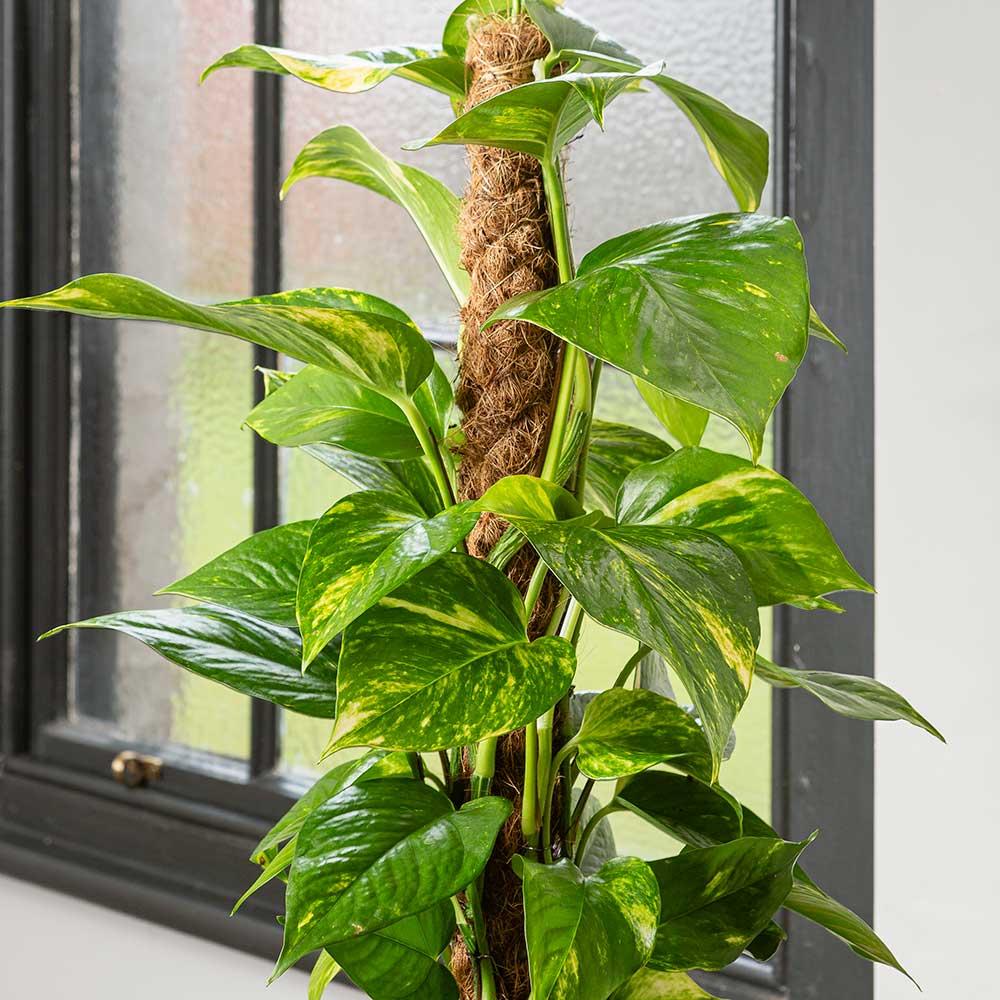 Houseplant Complete Care Guides – Plants For All Seasons
