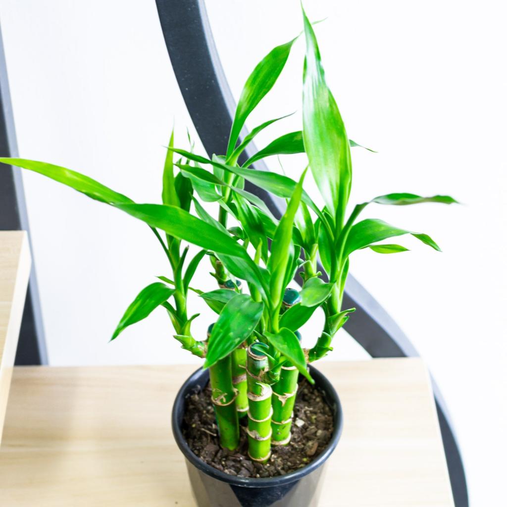 Dracaena Sanderiana Lucky Bamboo (5 Stalk)
– The Plant Boys