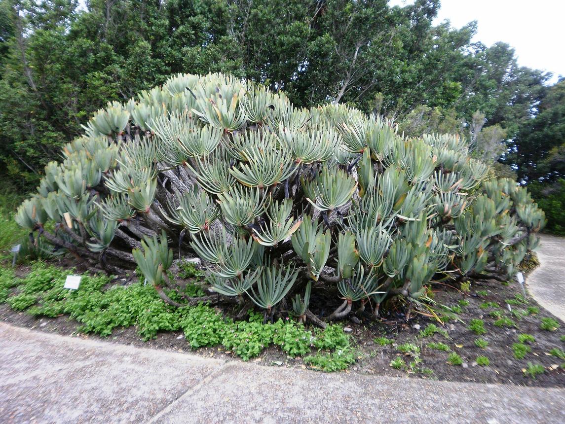 File:Aloe plicatilis Fan Aloe gardens South Africa.JPG - Wikimedia Commons