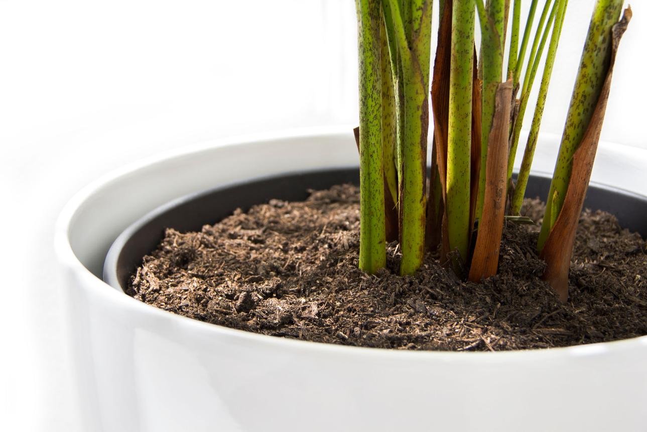 Areca Yellow Palm tree in pot