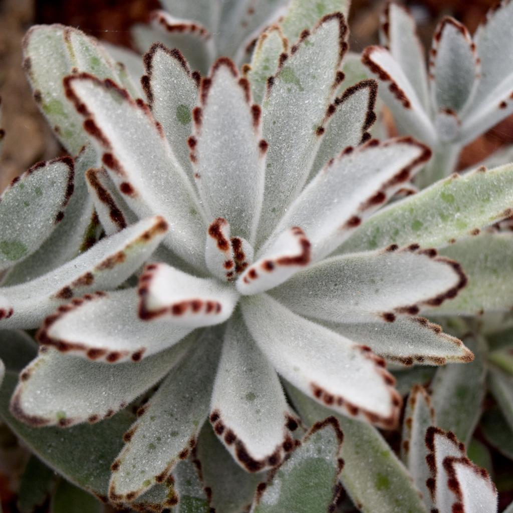 Panda Plant - Fuzzy Succulent with Velvety Leaves | Cape Garden
– Cape Garden Online