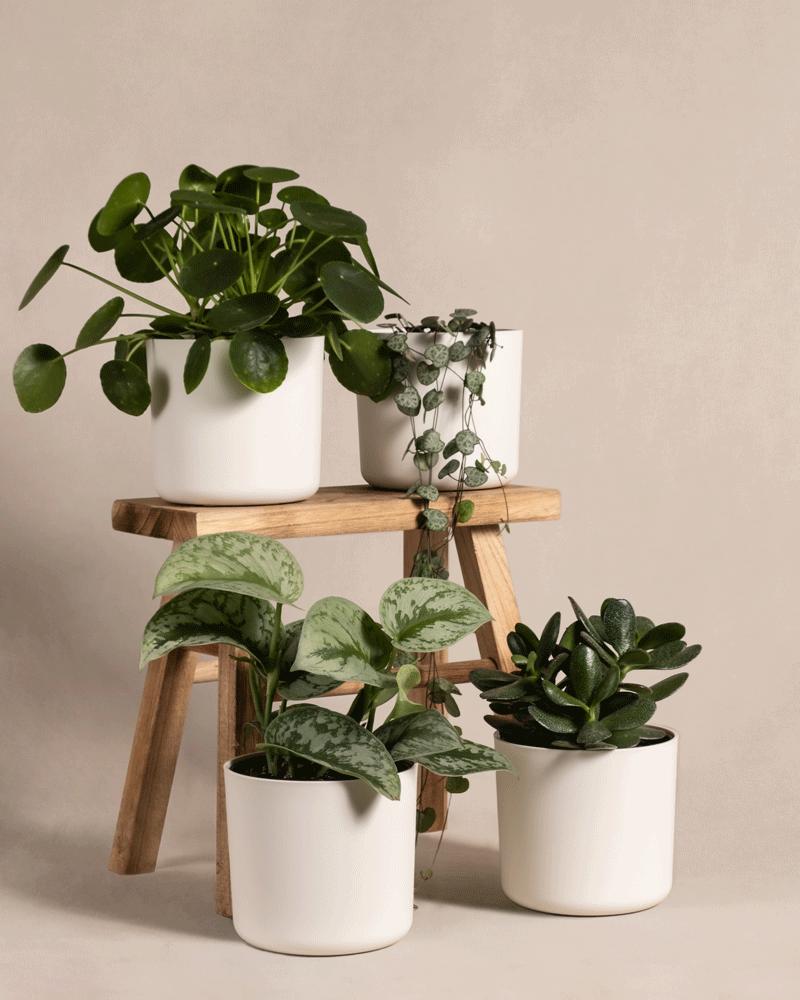 Pflanzen-Set fürs Regal | Pflanzenset von feey 🌱
– feey GmbH