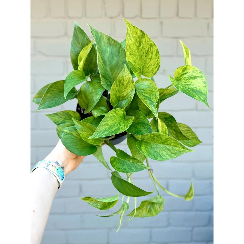 Epipremnum Aureum Pothos 'Jessenia' — Stayin' Alive Succulents