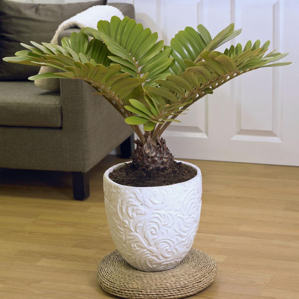 Zamie (Zamia furfuracea): Tipps zur Pflanzung und Pflege - Mein schöner Garten