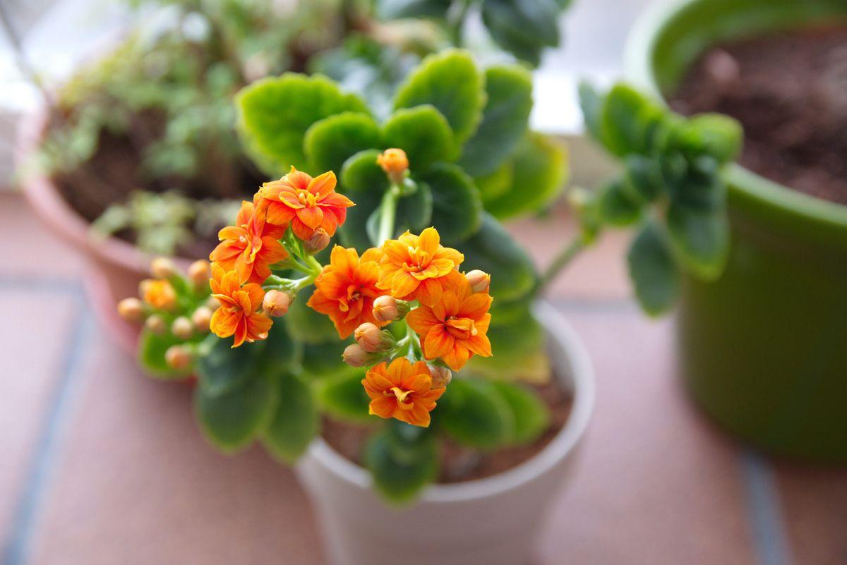 Flammendes Käthchen (Kalanchoë) richtig pflegen | Hauert MANNA