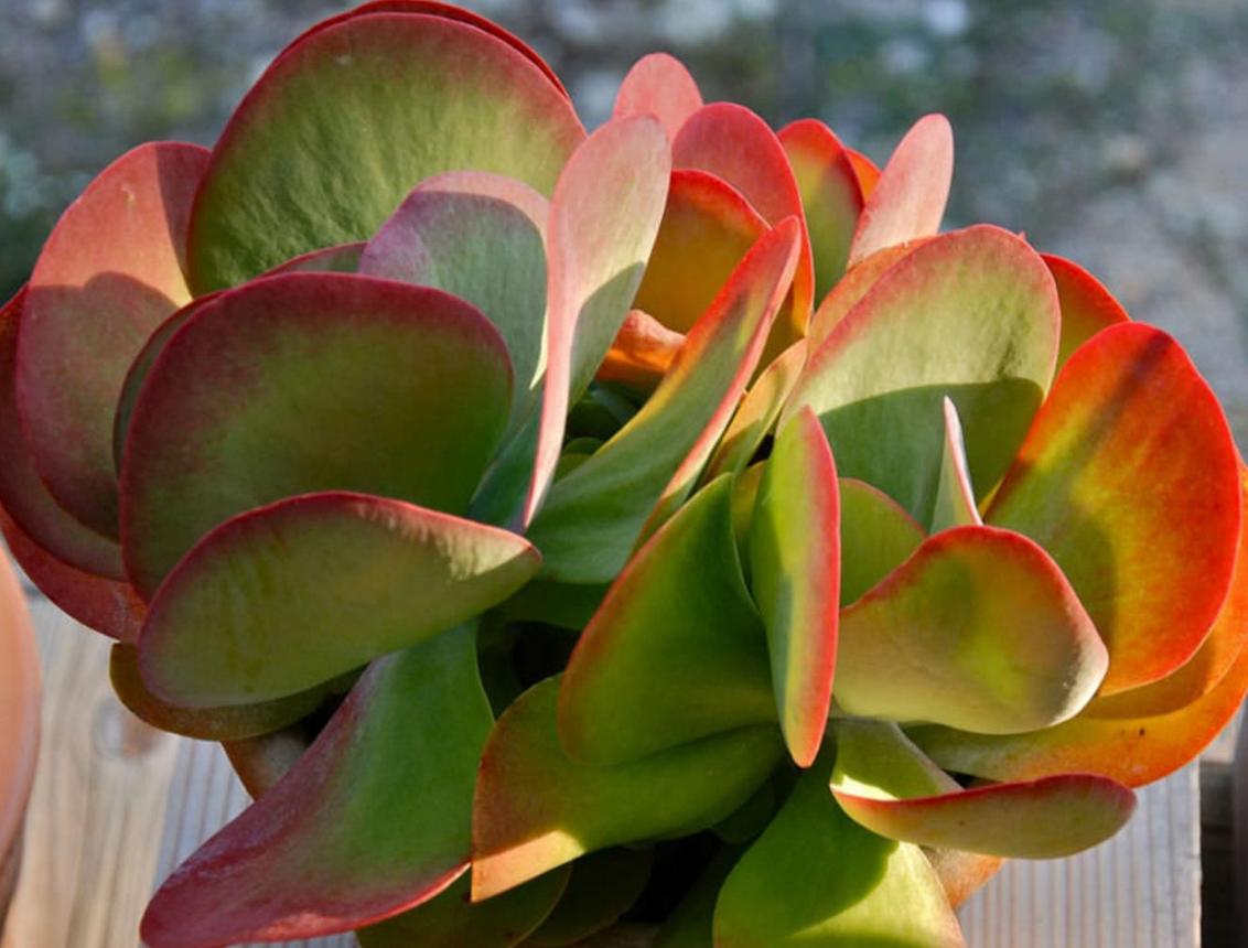 Kalanchoe Luciae Paddle Plant: Red Pancakes Succulent (bare Roots) - Etsy