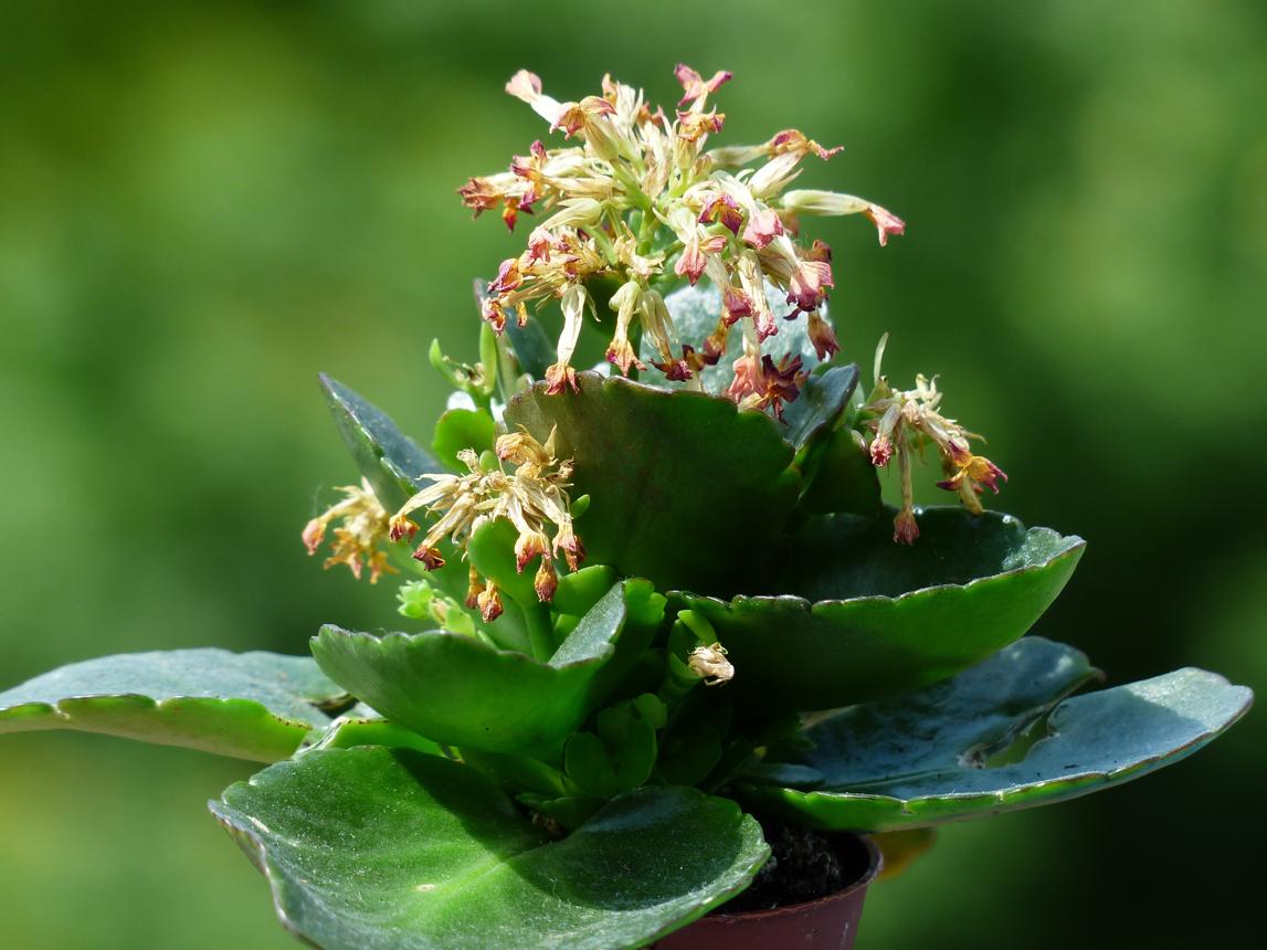 Faded kalanchoe flower blossfeldiana free image download
